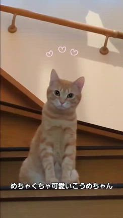 人馴れ修行中のお米ちゃんのその後は・・・の記事動画