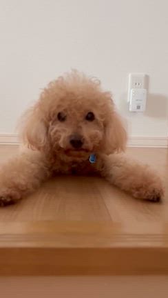 ちゅーぴぃお空にの記事動画