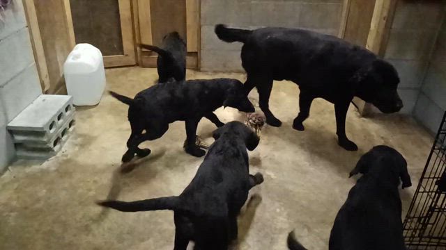 ラブラドールレトリバーのオーナーさんを募集中です。の記事動画