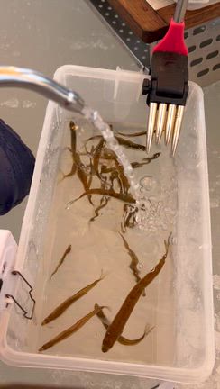 2026氷上ワカサギ⑤〜in岩洞湖②〜の記事動画