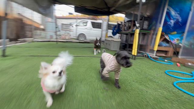 京都 犬のしつけ教室 