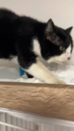 今日の推しニャン❤️ケム～番外編～の記事動画