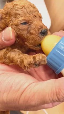 ミルクタイムの記事動画