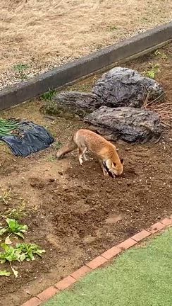 ちゅーぴぃお空にの記事動画