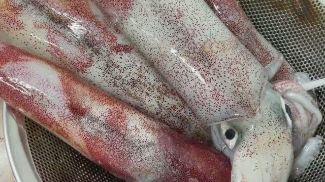 久幸丸 鳥取イカメタル (2024/7/17) 33匹！でしたが小イカさんがメインでした．．の記事動画