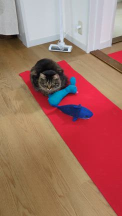 ⚜️小説の推敲を優先✨の記事動画