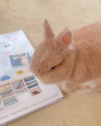 2025/03/27の記事動画