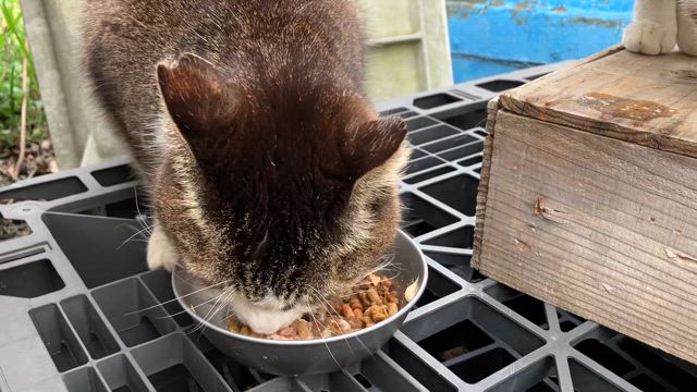 第２TNR現場の山ちゃんが逃げるようになりご飯も食べません((((；ﾟДﾟ)))))))の記事動画