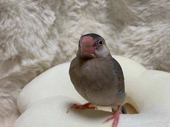 【福岡県飯塚市ペットショップ】桜文鳥ひな餌卒業しましたの記事動画