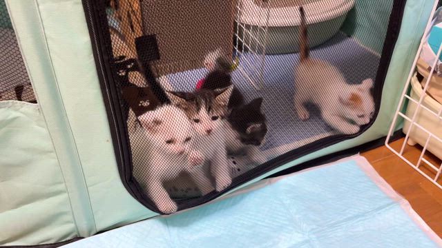 倒れるかと思った子猫ラッシュの記事動画