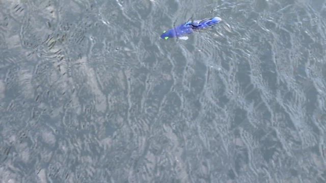 シーラカンスの記事動画