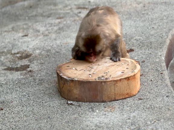 ニホンザル飼育日誌（R7.6.1）の記事動画