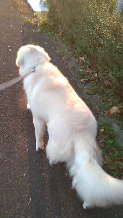 事務所掃除、岩部八幡神社のイチョウの記事動画