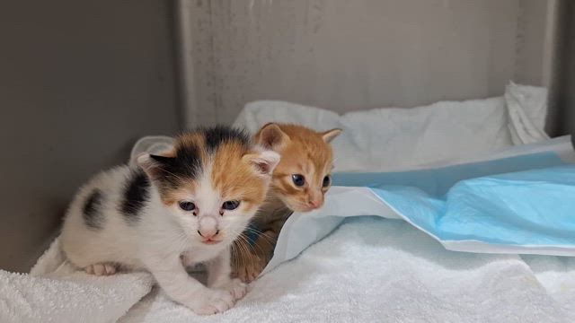 保護猫がまた来ました。の記事動画