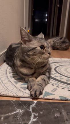 サイレント◯◯の記事動画