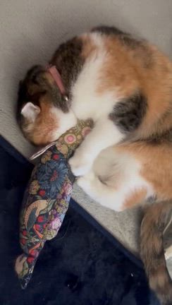 優しい方からのハッピー便の贈り物。の記事動画