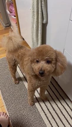 トリミングデイの記事動画