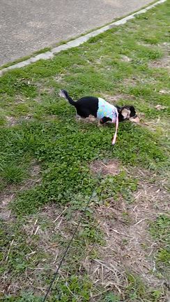 わんわんあるあるインスタもよろしくねの記事動画