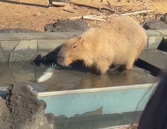 カピバラ温泉【自閉症児育児】の記事動画