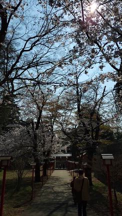 お花見ポスティングで春らんまんの記事動画