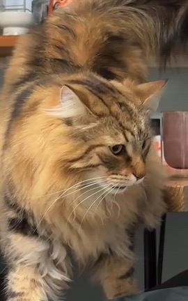 猫のフレーメン反応！真顔の変顔が可愛い♡の記事動画