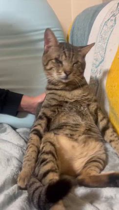 ビスケットの記事動画