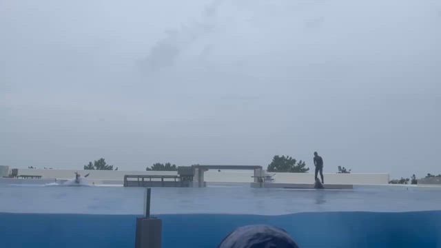 甥っ子とツマグロヒョウモンの記事動画