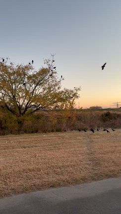 おじん鬼頭隆の詩カラスにの記事動画