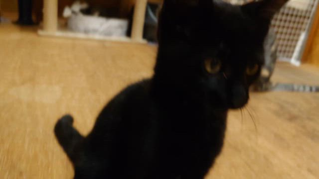 新入り子猫預かりと明日はNEKOSUKIさんで譲渡会の記事動画