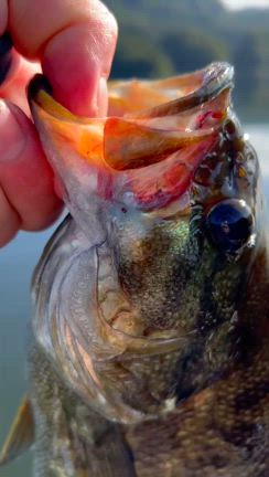 釣果良くなってきてます！真野ダム レンタルボートの記事動画