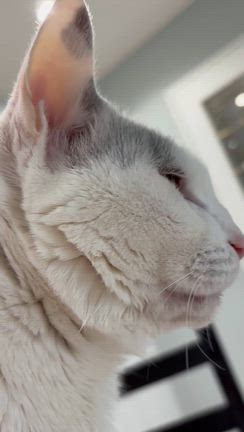 やっと元気にうなりはじめた笑の記事動画