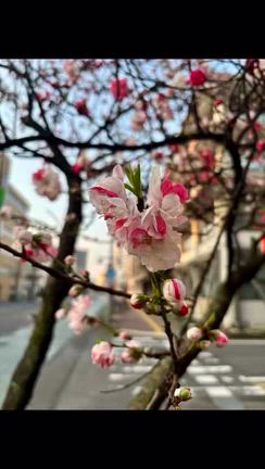 朝ウォーキング☆桜を求めての記事動画