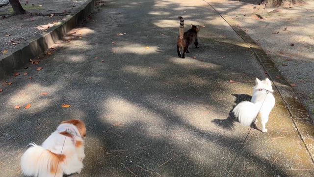 いっしょに歩くの記事動画