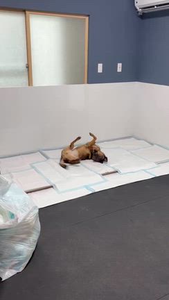 お願いですの記事動画