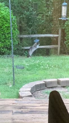 『アライグマの死体運び禁止』って書いてあるの記事動画