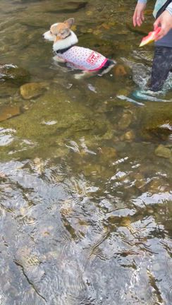 ちまきの夏休み～初★川遊び（動画あり）の記事動画