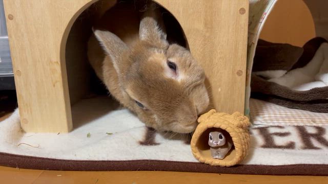 ラビファンお土産　モカ編の記事動画