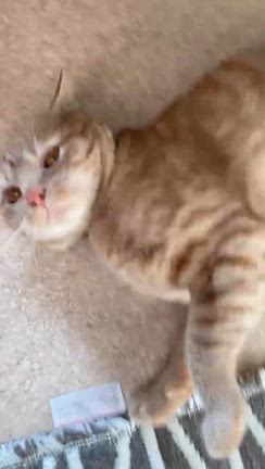 第130回保護ねこの譲渡会@島忠ホームズ尼崎店〜参加猫のご紹介〜の記事動画