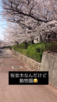 桜見納めの記事動画