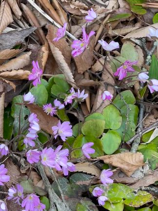 お宿のお庭を散策しました‼️の記事動画