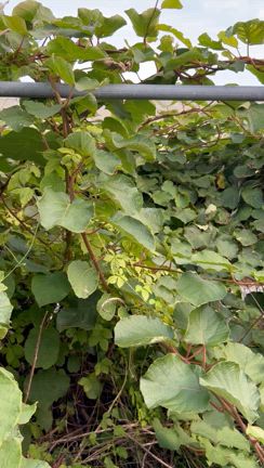 もっこりと　葉っぱの山は　なんの山⁉︎の記事動画