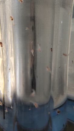 北海道紋別市 カニ爪オブジェ & とっかりセンターアザラシランド & 氷海展望塔オホーツクタワーの記事動画