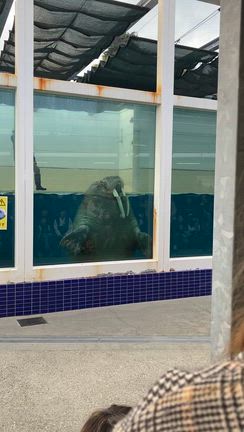 鳥羽・伊勢志摩旅行の記事動画