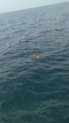 本日の釣果情報ですよー✨高級魚釣り〜上物釣り〜エギング釣り〜チヌ釣り⭕️の記事動画