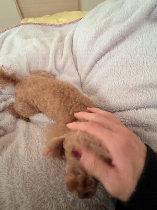 愛犬の記事動画