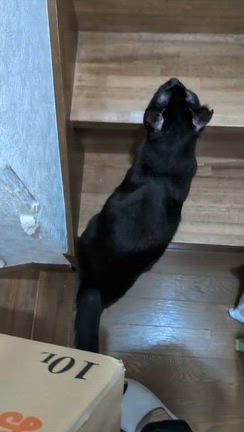 大雪が止みました！本気の譲渡会！＆３６５日！の記事動画