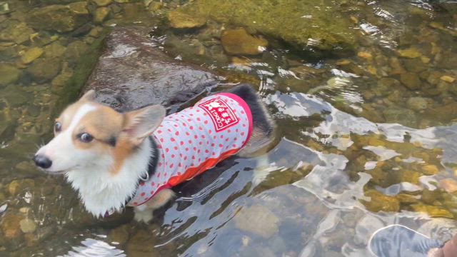 ちまきの夏休み～初★川遊び（動画あり）の記事動画