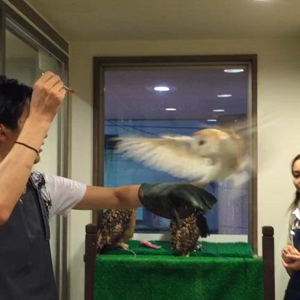 アドベントカレンダー食べ尽くしましたの記事動画