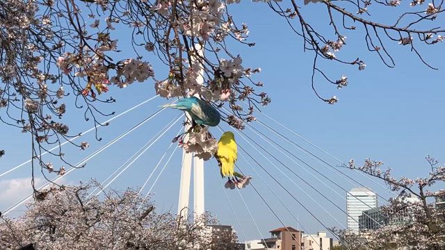 セキセイインコのお花見の記事動画
