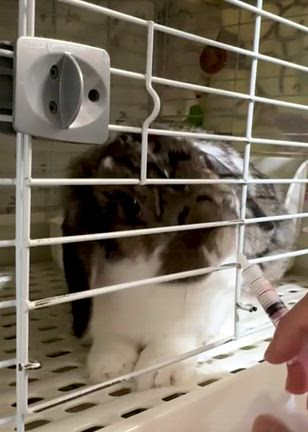 病院と鬼退治の記事動画